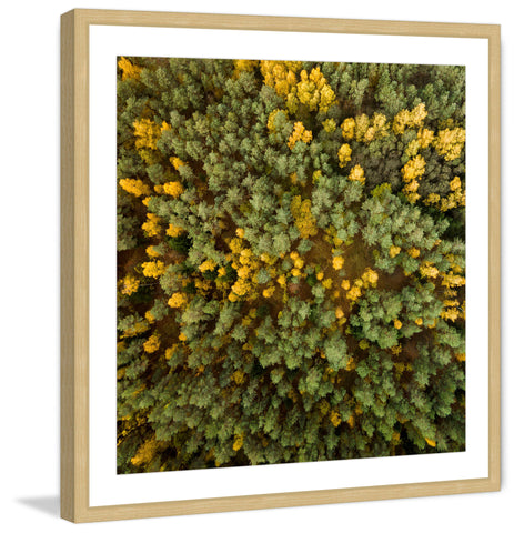 Yellow and Green Trees