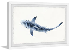 Blue Striped Shark