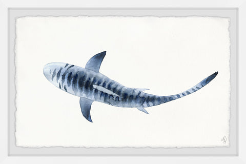 Blue Striped Shark