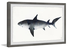 Big Gray Shark