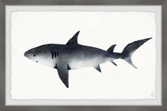 Big Gray Shark