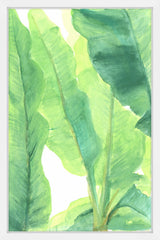 Wild Banana Leaves