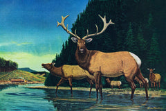 Olympic Elk