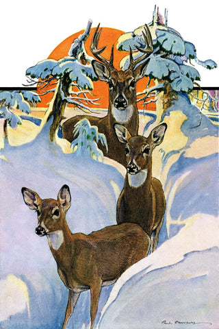 Snow Deer