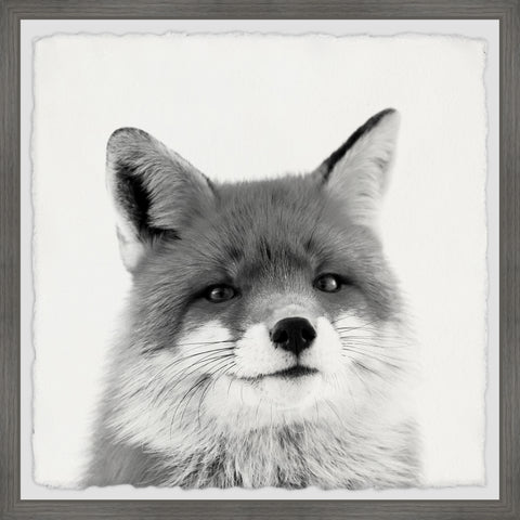 Handsome Fox