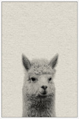 Llama Surprise