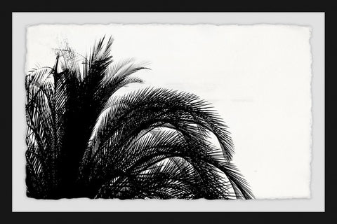 Palm Tree Foliage