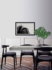 Palm Tree Foliage