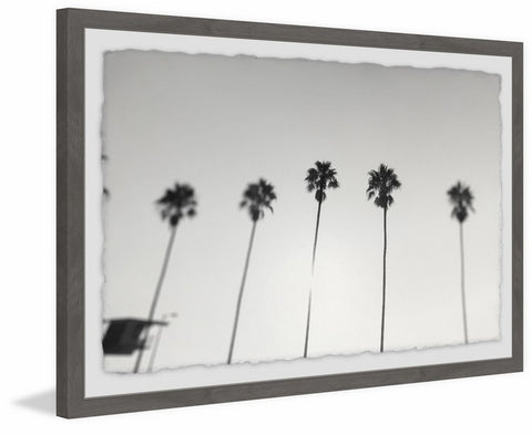 Tall Palm Trees