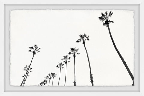 Bunch of Palm Trees
