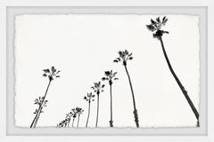 Bunch of Palm Trees