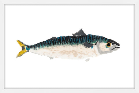 Pacific Mackerel