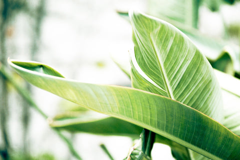 Banana Leaves II
