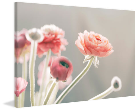 Shades of Blush