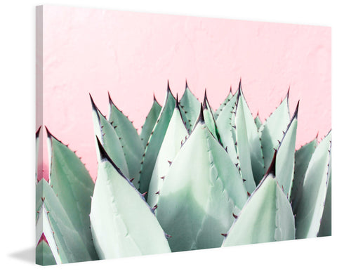 Sweet Succulents
