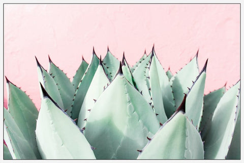 Sweet Succulents