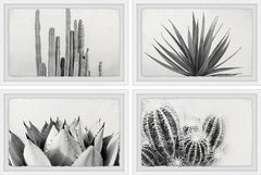 Cactus Kinds Quadriptych
