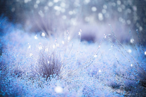 Frozen