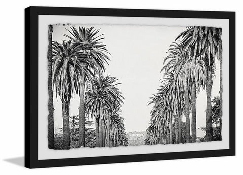 Palm Tree Avenue
