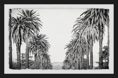 Palm Tree Avenue