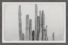Long and Short Cacti