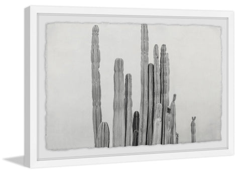 Long and Short Cacti