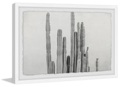 Long and Short Cacti