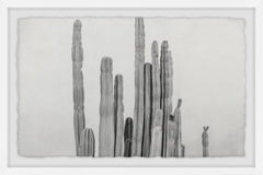 Long and Short Cacti