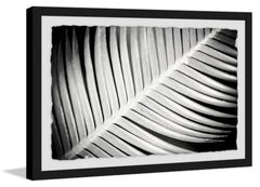 Palm Frond II