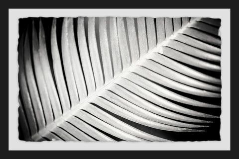 Palm Frond II