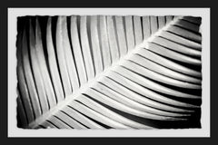 Palm Frond II