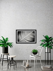 Palm Frond II
