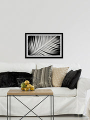 Palm Frond II