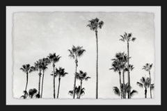 Palm Trees in CA