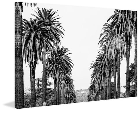 Hollywood in Sight