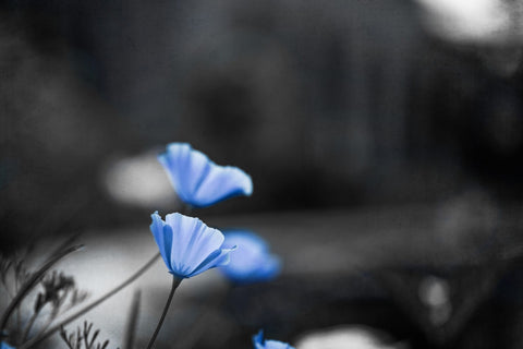 Periwinkle Grace