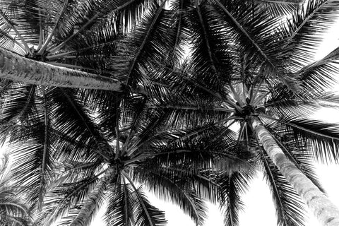 Summer Fronds