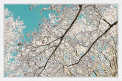 Frosted Branches