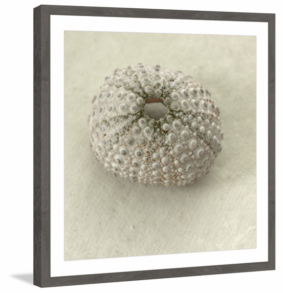 Pearl Urchin Shell