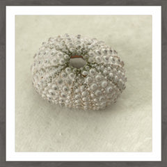 Pearl Urchin Shell