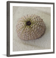 Chiffon Urchin Shell
