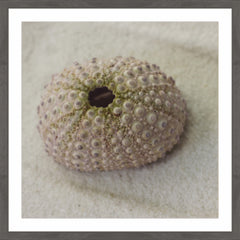 Chiffon Urchin Shell