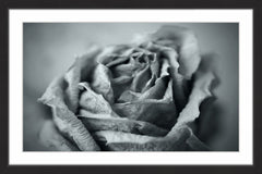 Classic Rose in Grey
