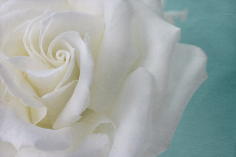 Purity of the White Rose
