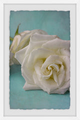 The Original White Rose