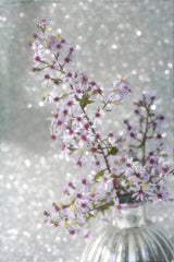 Sparkling Asters