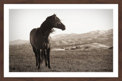 Horse in Wind