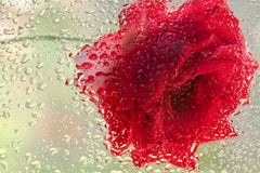 Red Rose in a Light Rain