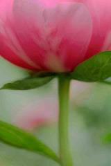 Soft Pink Poppy