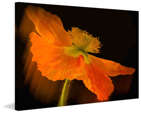 Dramatic Orange Poppy